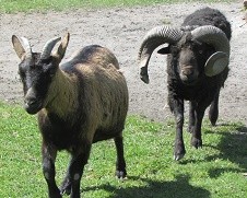 Img 5905